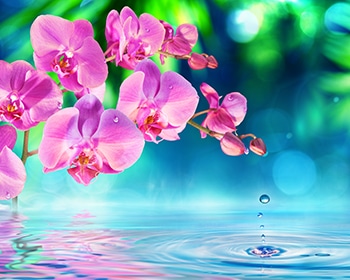 flower droplets over water